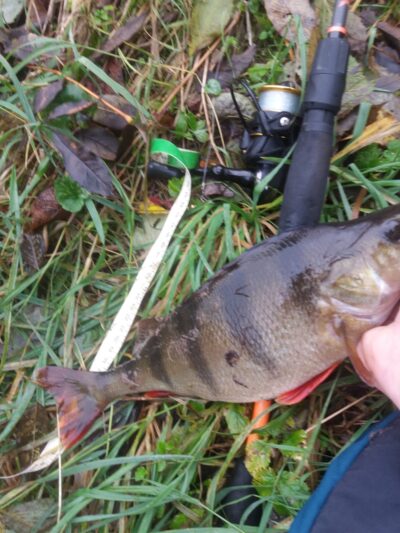 Eurasian perch