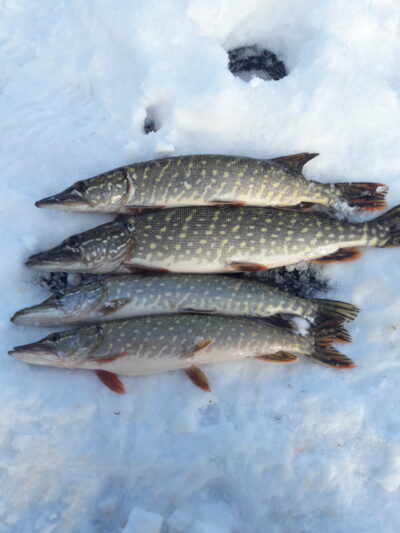 Northern Pike ×4 — Karklėnų
