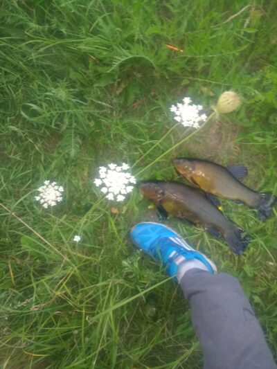 Tench ×2