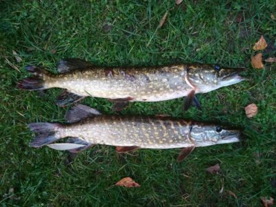 Northern Pike ×2 — Sartai