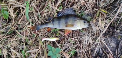 Eurasian perch, 0.3 kg