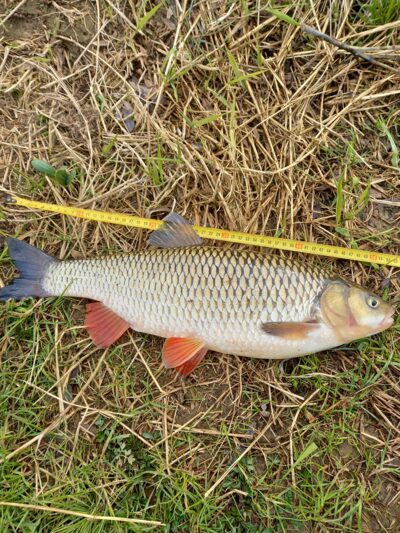 chub ×3 — Neman River