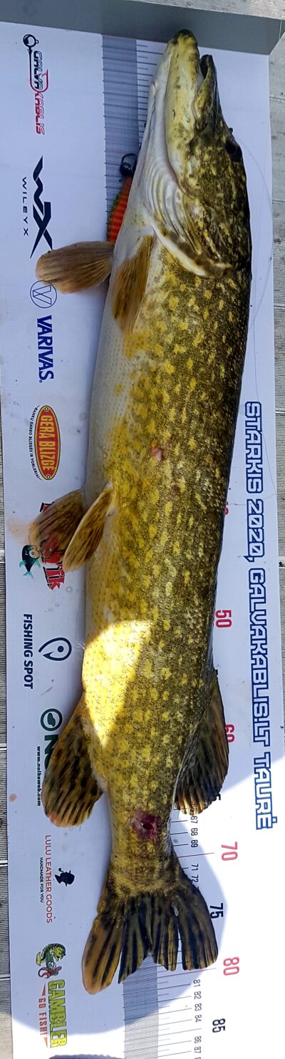 Northern Pike