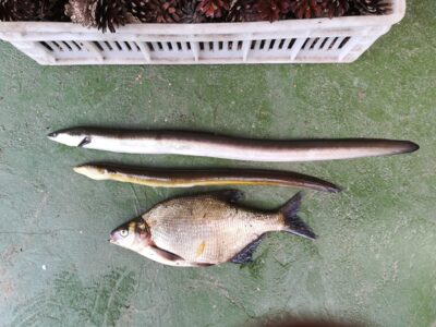European eel ×2