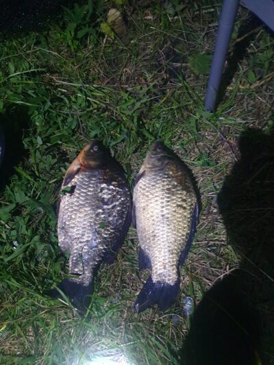 Prussian carp