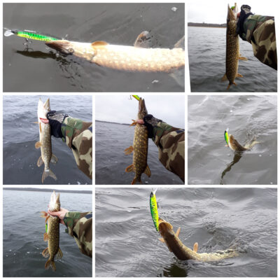 Northern Pike ×7