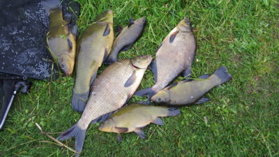Tench