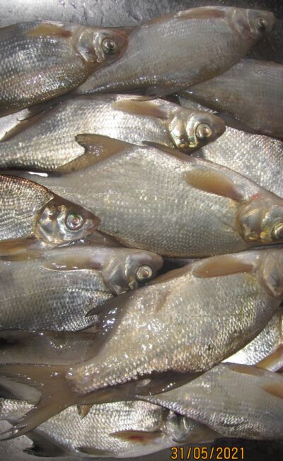 Carp bream ×15 — Pakumulšių II-asis