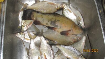 Tench, 0.5 kg