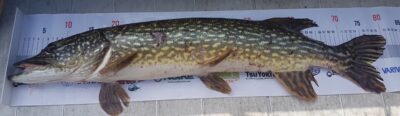 Northern Pike