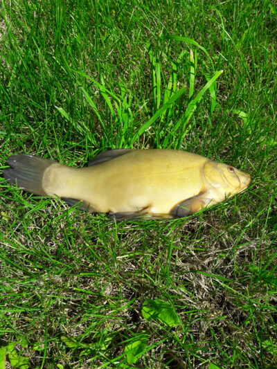Tench, 1.2 kg — Aunuvėnų