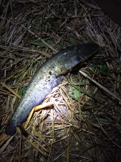 Wels catfish — Neman River
