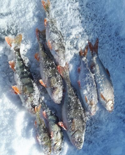 Eurasian perch ×5