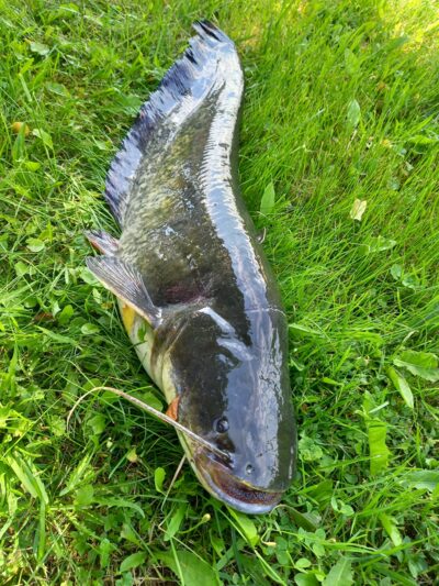 Wels catfish, 4.8 kg — Neman River