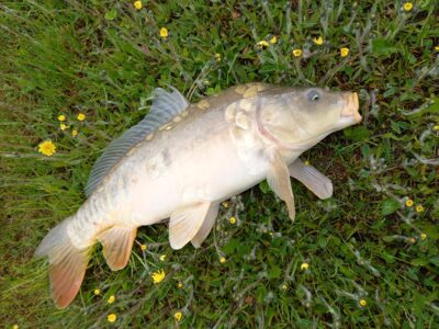 Carp
