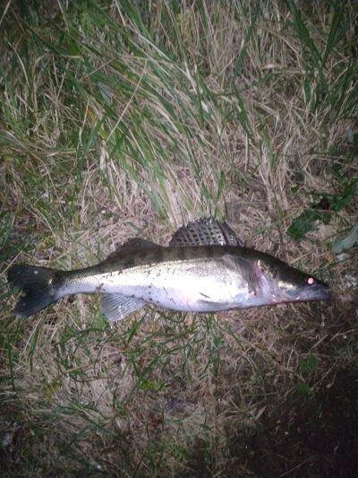 Pike perch, 1.5 kg — Kupiškio