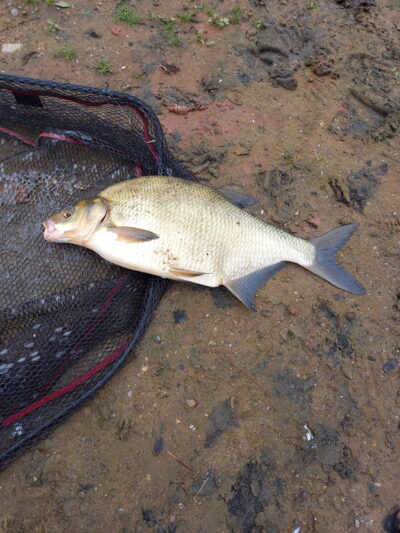 Carp bream, 1.8 kg — Neman River
