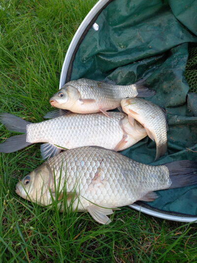 Prussian carp ×4 — Užvenčio