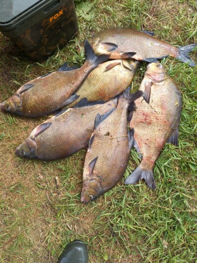 Carp bream ×6 — Neman River