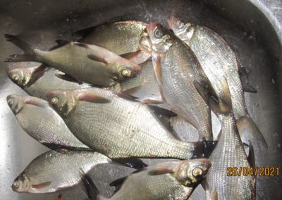 Carp bream ×11 — Pakumulšių II-asis