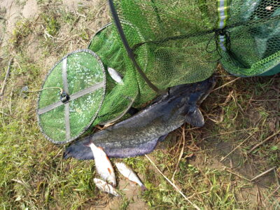 Wels catfish, 5.2 kg — Neman River
