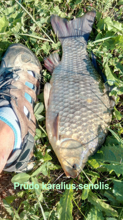 Prussian carp — Prūdas