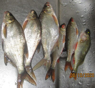 Silver Bream ×3 — Pakumulšių II-asis