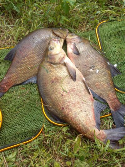 Carp bream ×3 — Neman River