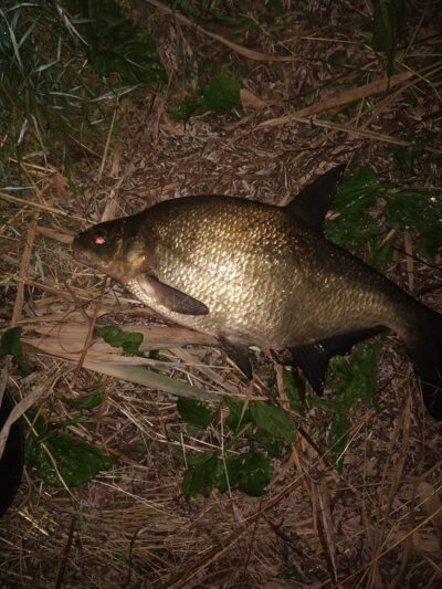 Carp bream, 1.7 kg — Mūša