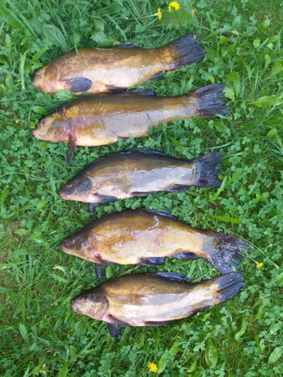 Tench