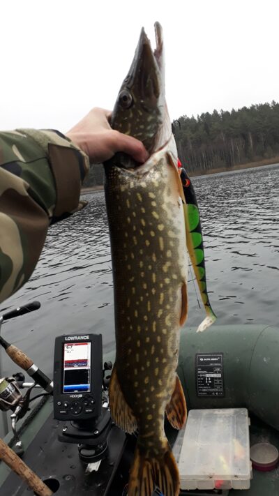 Northern Pike, 2.2 kg