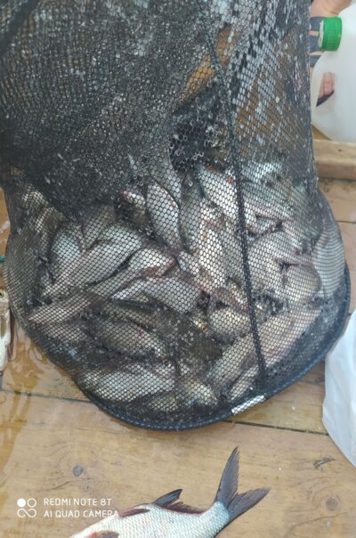Silver Bream ×158 — Talkša