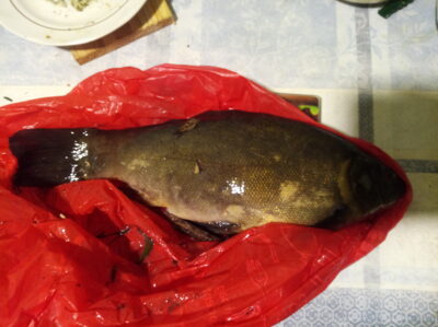 Tench, 1.1 kg