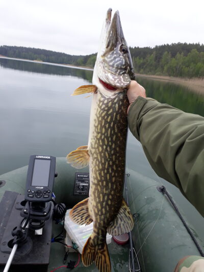 Northern Pike, 3.9 kg