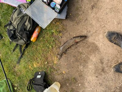 Northern Pike — Leliūnų