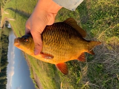 Crucian carp, 0.6 kg — Leliūnų