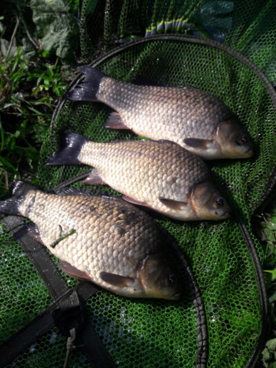 Prussian carp ×3 — Užvenčio