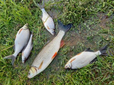 Silver Bream ×4 — Nevėžis