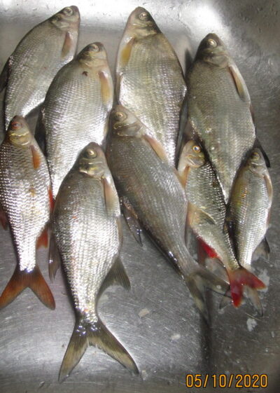 Silver Bream ×6 — Pakumulšių II-asis