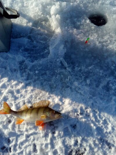Eurasian perch