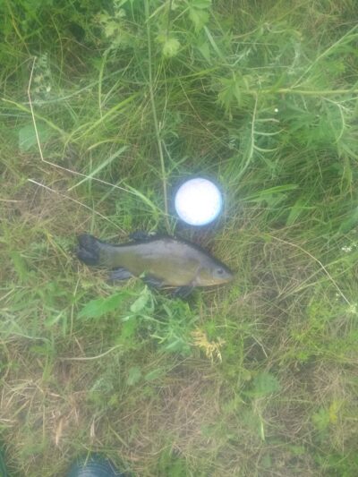 Tench, 0.4 kg