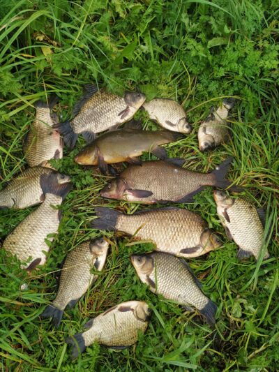 Prussian carp — Dvariukų