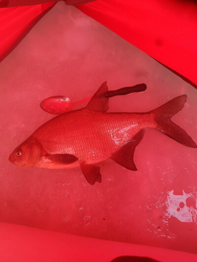 Carp bream — Žeimenys