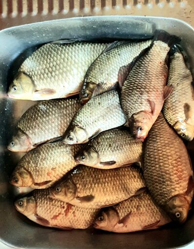 Prussian carp ×12