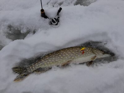 Northern Pike