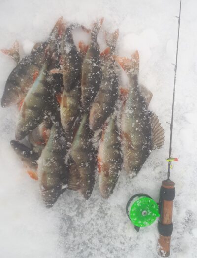 Eurasian perch ×17 — Baltelis