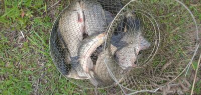 Prussian carp ×11 — Kaunas reservoir