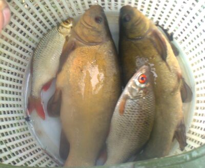 Tench ×2