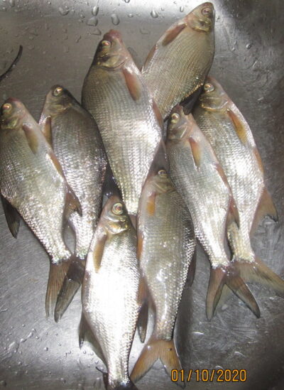 Silver Bream ×8 — Pakumulšių II-asis