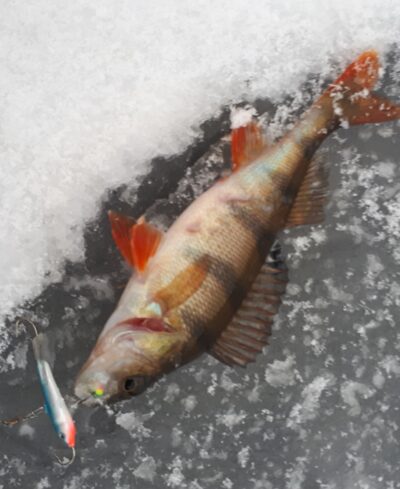 Eurasian perch